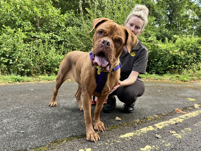 Poppy | Dogue De Bordeaux Cross | Ilfracombe - 1