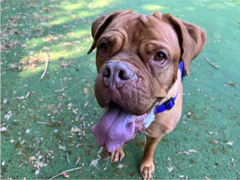 Soppy Poppy | Dogue De Bordeaux Cross | Ilfracombe - 4