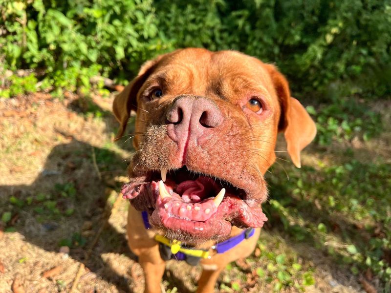 Soppy Poppy | Dogue De Bordeaux Cross | Ilfracombe - 3