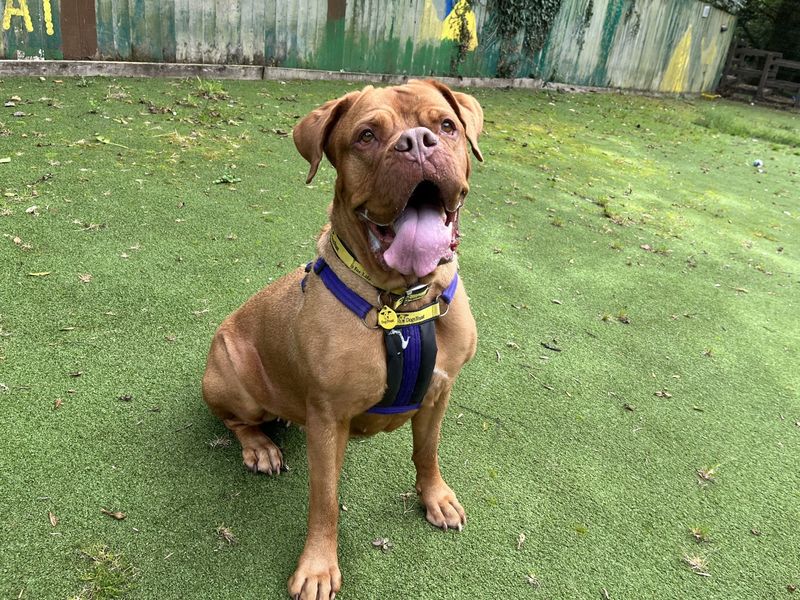 Soppy Poppy | Dogue De Bordeaux Cross | Ilfracombe - 2