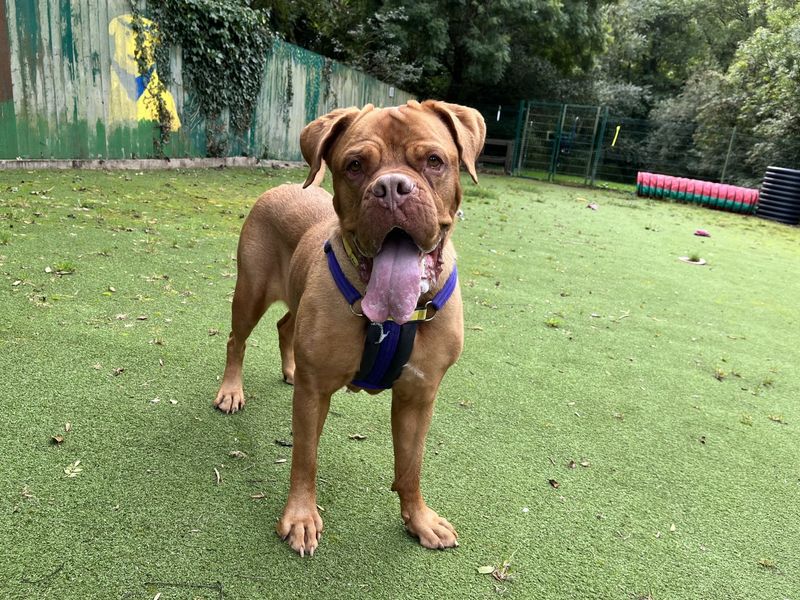 Soppy Poppy | Dogue De Bordeaux Cross | Ilfracombe - 1
