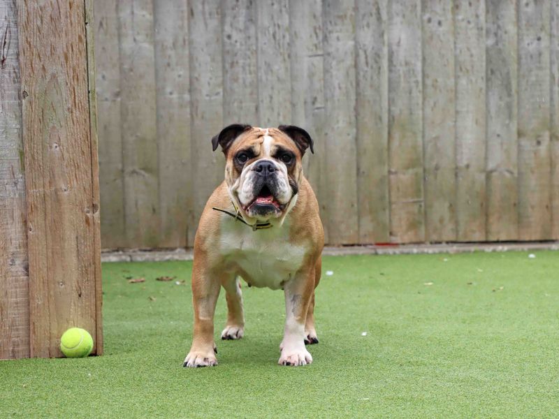Calli | Bulldog | Darlington - 3