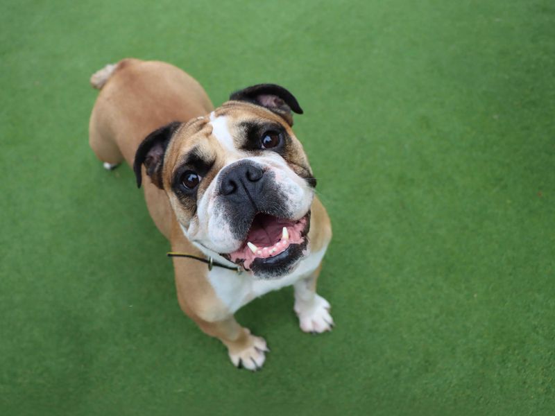 Calli | Bulldog | Darlington - 1