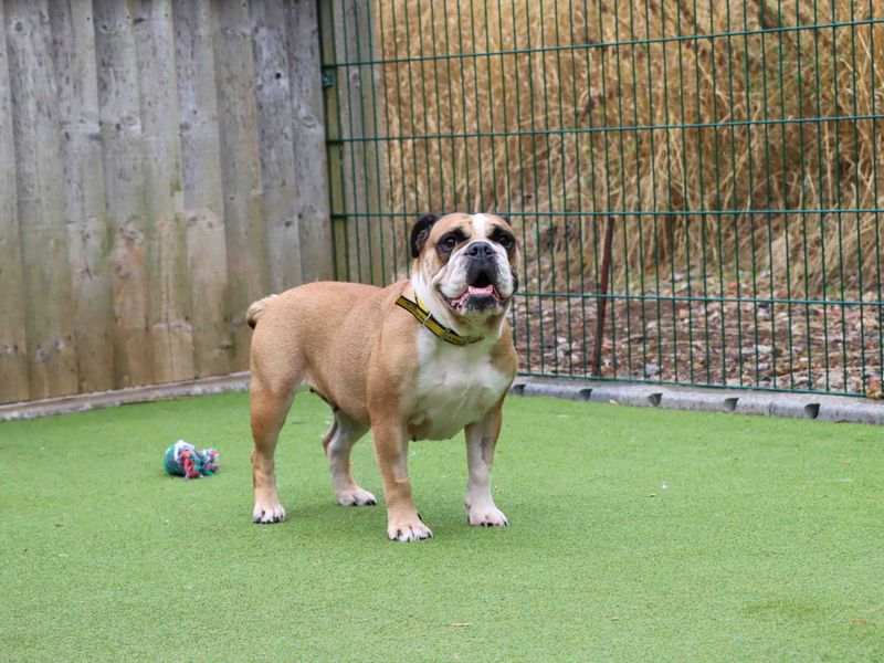 Calli | Bulldog | Darlington - 2