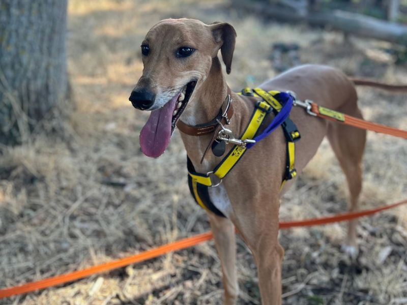 Dolly | Lurcher | Snetterton (Norfolk) - 2