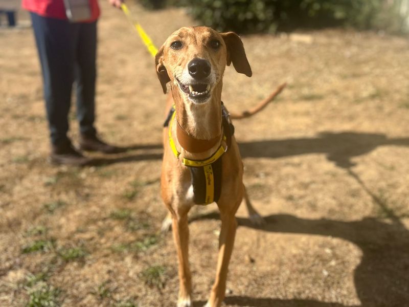 Dolly | Lurcher | Snetterton (Norfolk) - 4