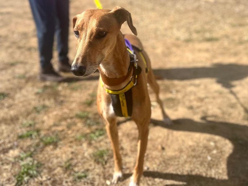 Dolly | Lurcher | Snetterton (Norfolk) - 1