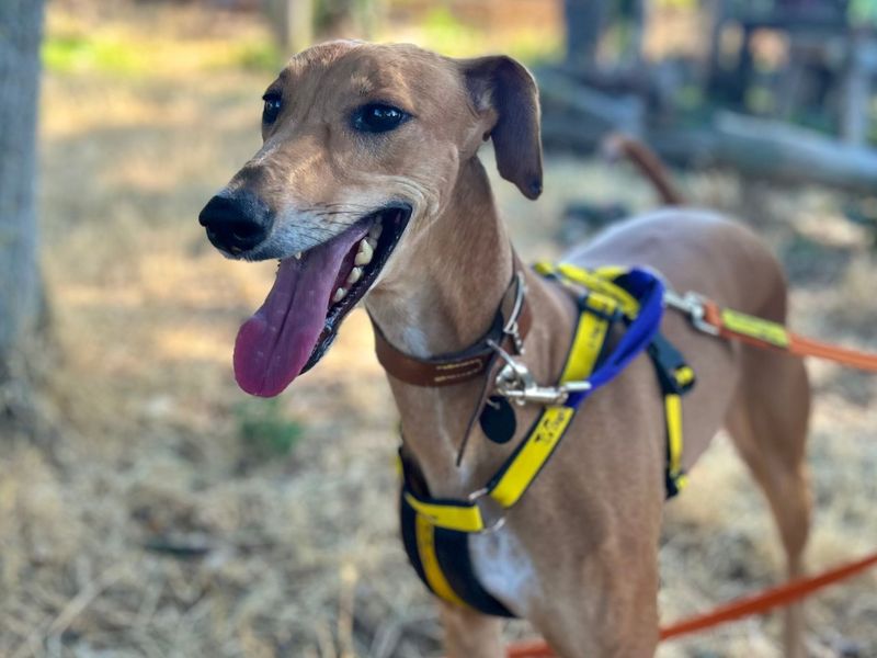Dolly | Lurcher | Snetterton (Norfolk) - 5