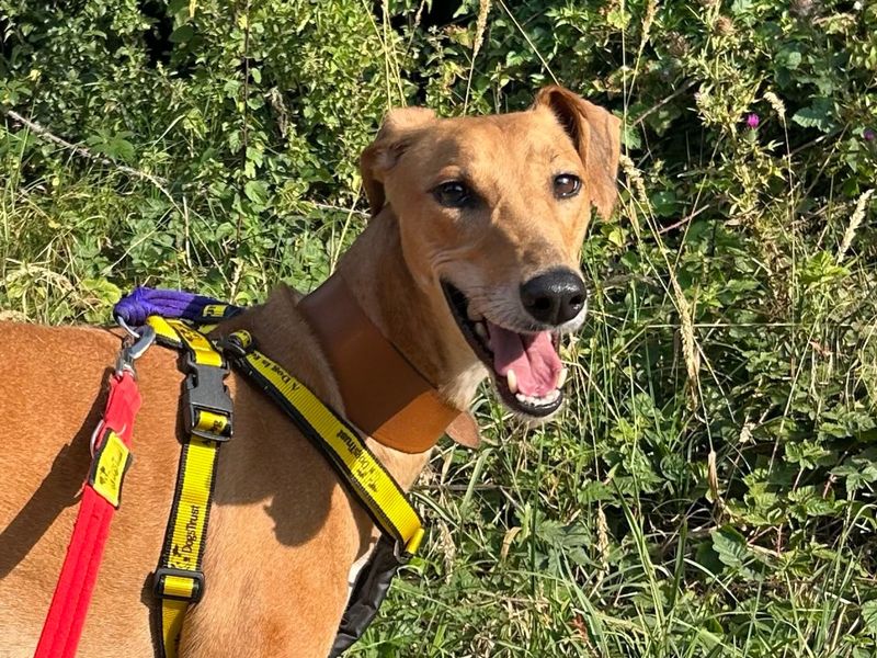 Dolly | Lurcher | Snetterton (Norfolk) - 3