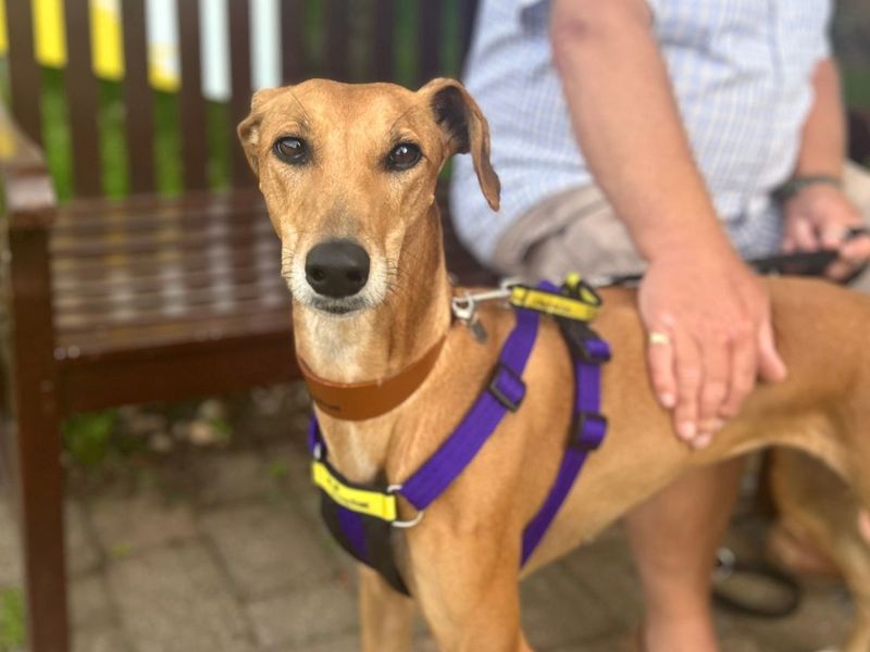 Dolly | Lurcher | Snetterton (Norfolk) - 4