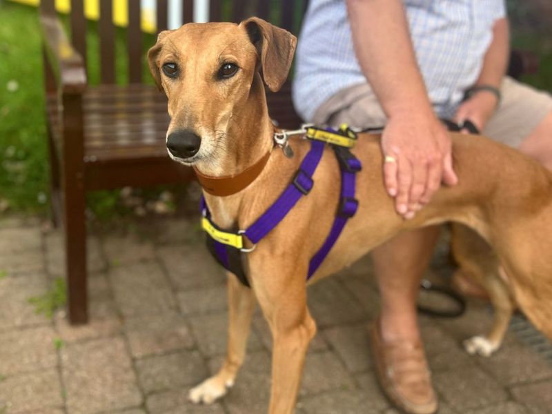 Dolly | Lurcher | Snetterton (Norfolk) - 2