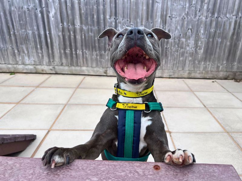 Blu | Terrier (Staffordshire Bull) | Salisbury (Wiltshire) - 4