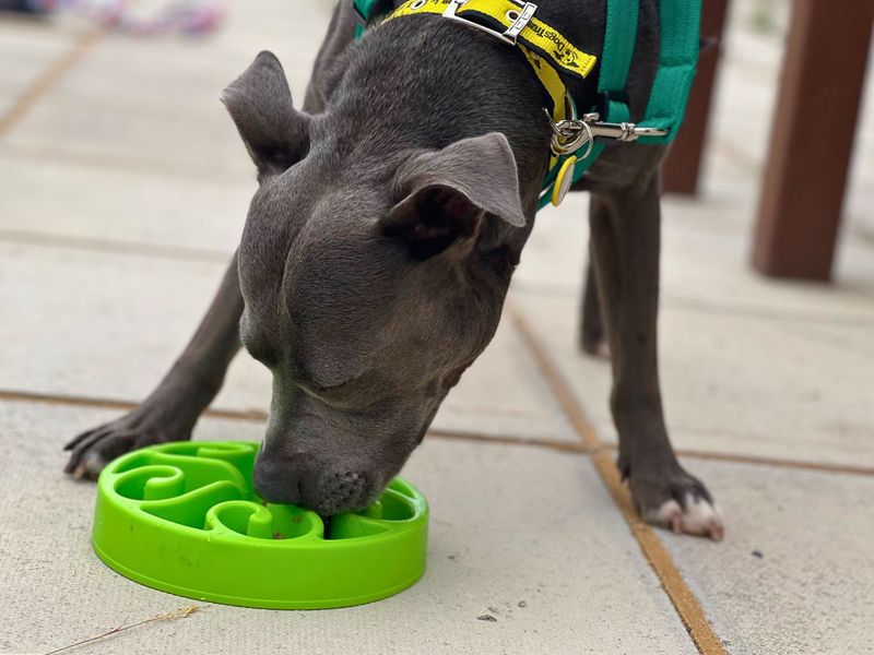 Blu | Terrier (Staffordshire Bull) | Salisbury (Wiltshire) - 2