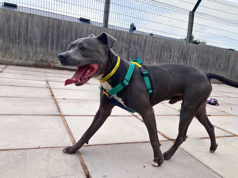 Blu | Terrier (Staffordshire Bull) | Salisbury (Wiltshire) - 9