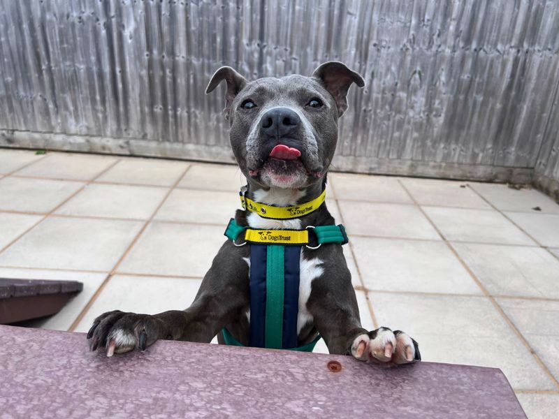 Blu | Terrier (Staffordshire Bull) | Salisbury (Wiltshire) - 1