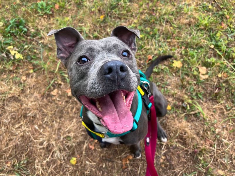 Blu | Terrier (Staffordshire Bull) | Salisbury (Wiltshire) - 6