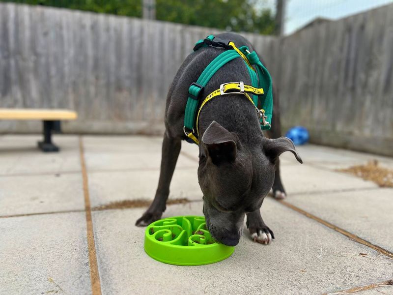 Blu | Terrier (Staffordshire Bull) | Salisbury (Wiltshire) - 7