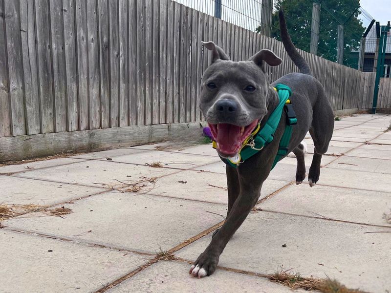 Blu | Terrier (Staffordshire Bull) | Salisbury (Wiltshire) - 3