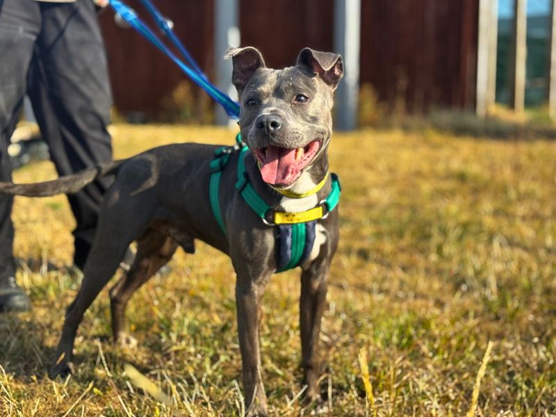 Blu | Terrier (Staffordshire Bull) | Salisbury (Wiltshire) - 8