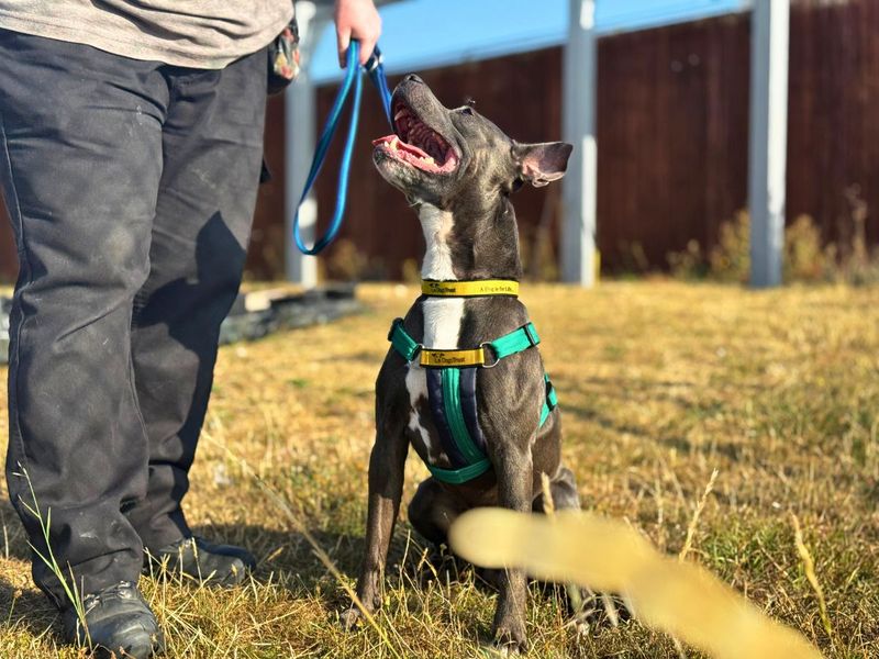 Blu | Terrier (Staffordshire Bull) | Salisbury (Wiltshire) - 5