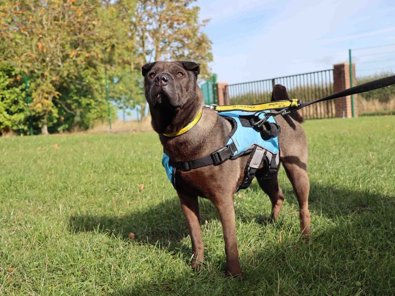 Trixie | Shar Pei | Darlington - 2