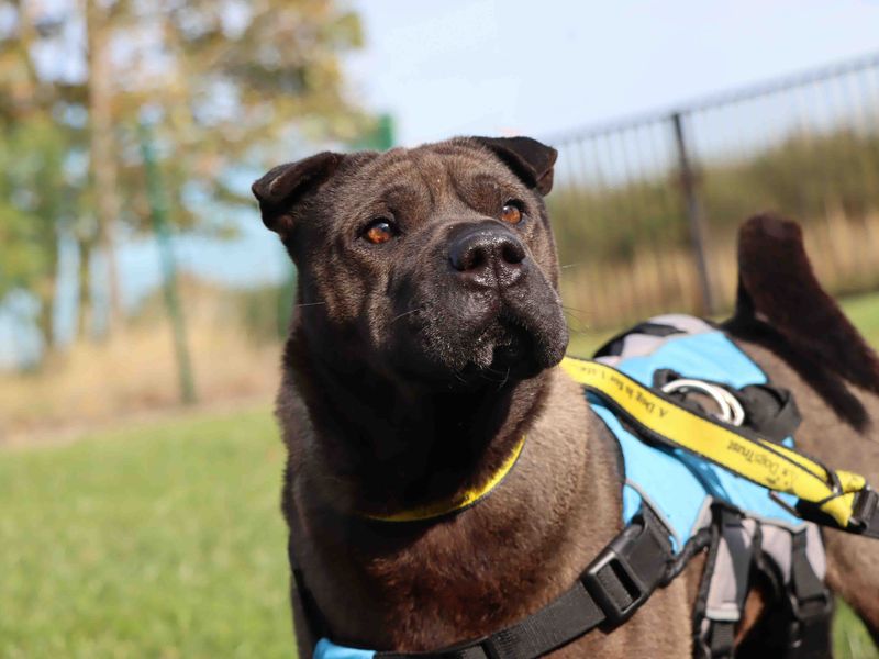 Trixie | Shar Pei | Darlington - 1