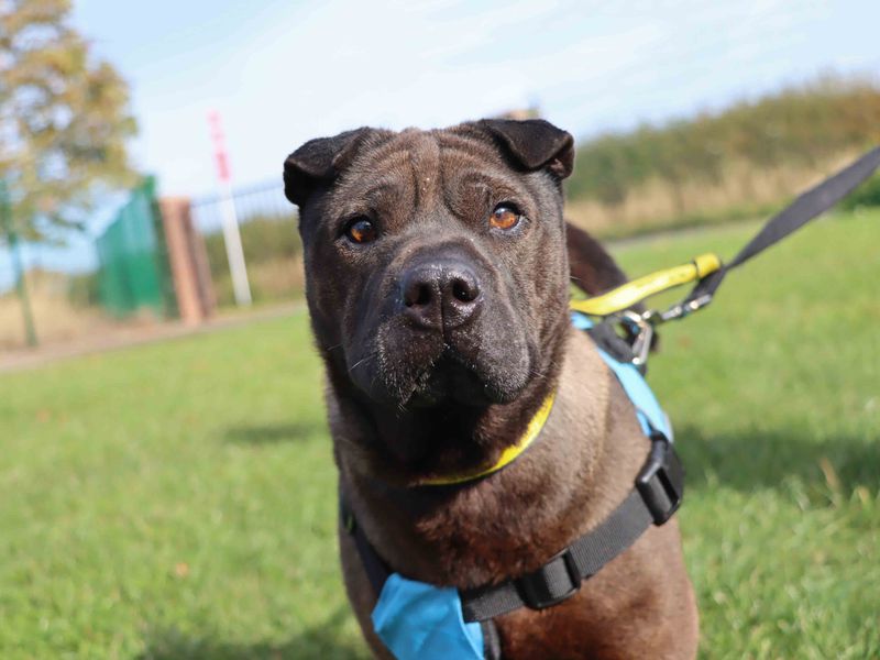 Trixie | Shar Pei | Darlington - 3