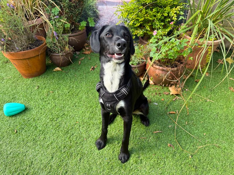 Ollie | Spaniel (English Springer) Cross | West Calder (Edinburgh) - 3