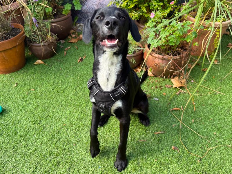 Ollie | Spaniel (English Springer) Cross | West Calder (Edinburgh) - 1