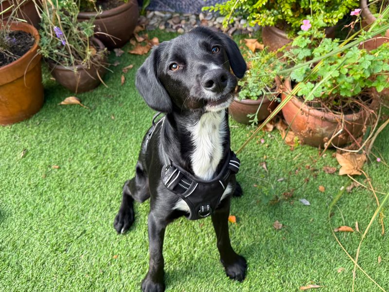 Ollie | Spaniel (English Springer) Cross | West Calder (Edinburgh) - 2