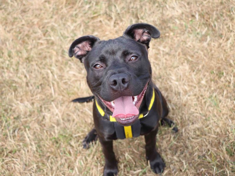Luca | Terrier (Staffordshire Bull) Cross | Darlington - 3