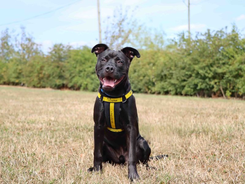 Luca | Terrier (Staffordshire Bull) Cross | Darlington - 2