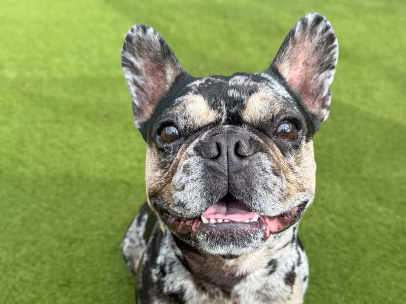 Dudley | French Bulldog | Basildon (Essex) - 3