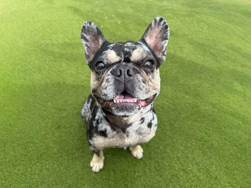 Dudley | French Bulldog | Basildon (Essex) - 2