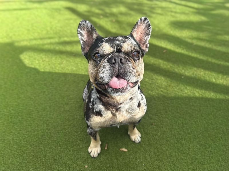 French Bulldog Dogs And Puppies For Adoption