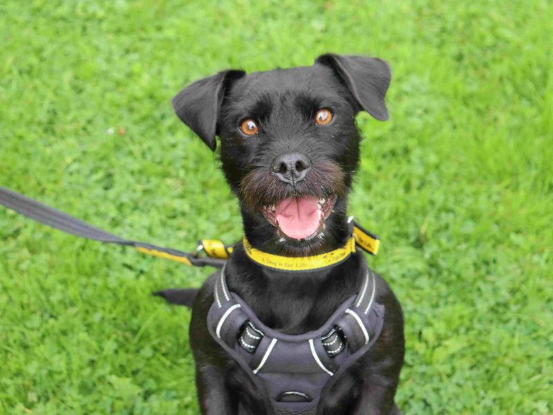 Nala | Terrier (Patterdale) | Glasgow - 1