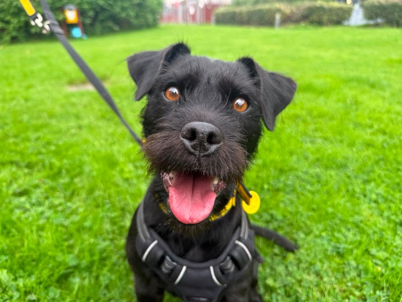 Nala | Terrier (Patterdale) | Glasgow - 3