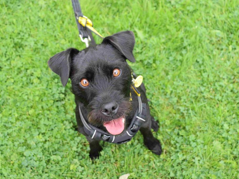 Nala | Terrier (Patterdale) | Glasgow - 2