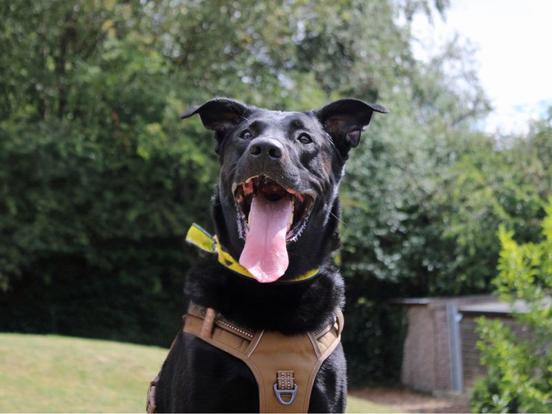 Major Tom | German Shepherd Dog Cross | Merseyside (Liverpool) - 4