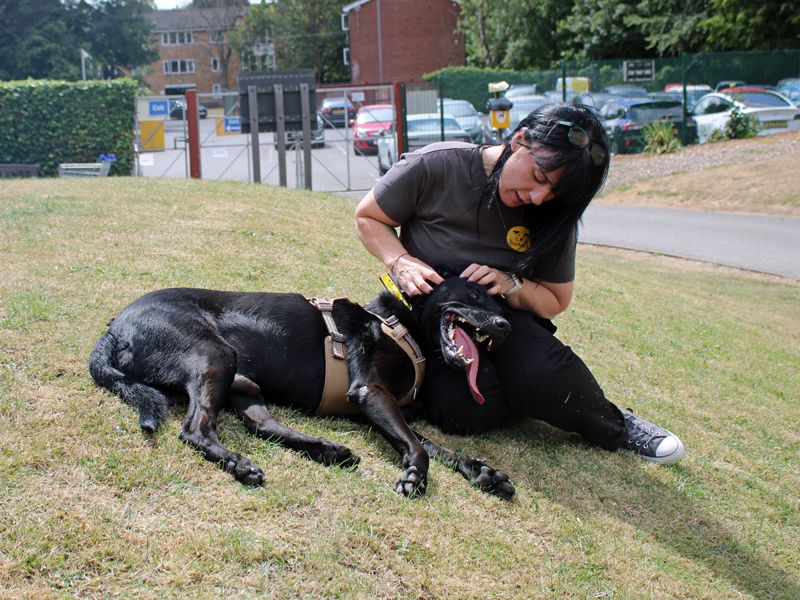 Major Tom | German Shepherd Dog Cross | Merseyside (Liverpool) - 3