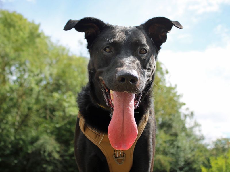 Major Tom | German Shepherd Dog Cross | Merseyside (Liverpool) - 1