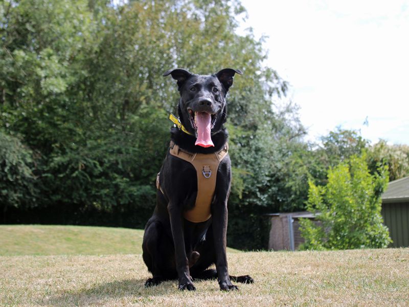 German Shepherd Dogs And Puppies For Adoption