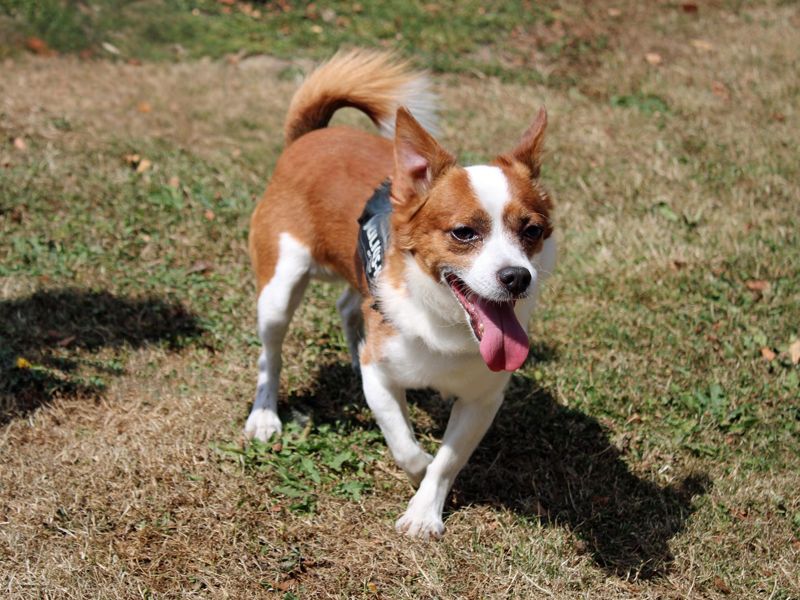 Freddie | Chihuahua (Smooth Coat) Cross | Merseyside (Liverpool) - 1