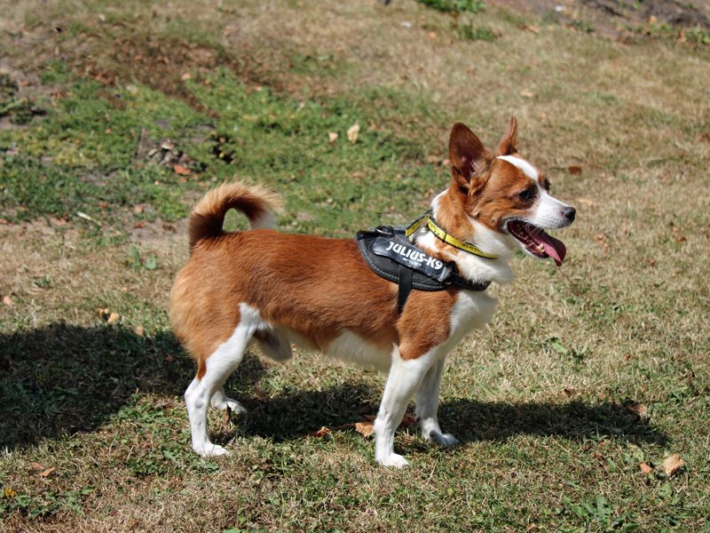 Chihuahua Dogs And Puppies For Adoption