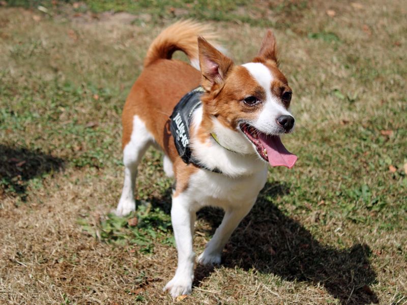 Freddie | Chihuahua (Smooth Coat) Cross | Merseyside (Liverpool) - 4