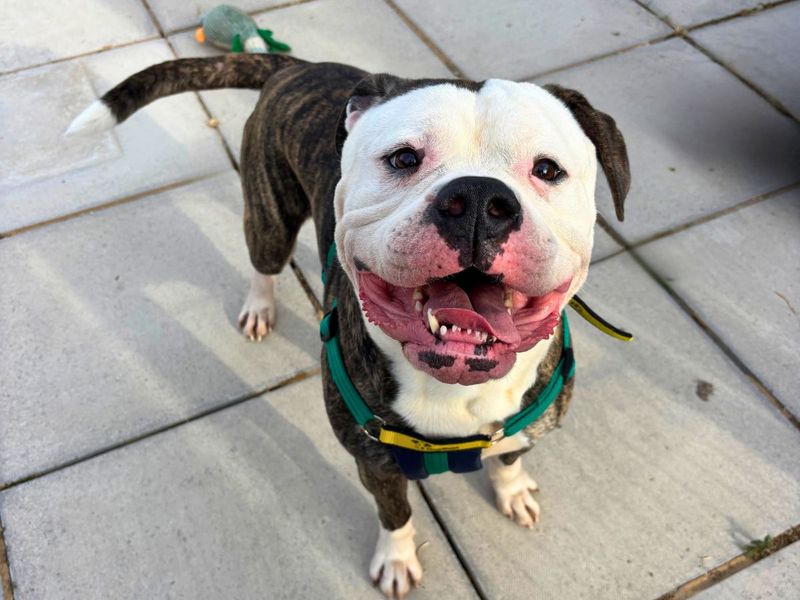 Pickles | American Bulldog Cross | Salisbury (Wiltshire) - 3
