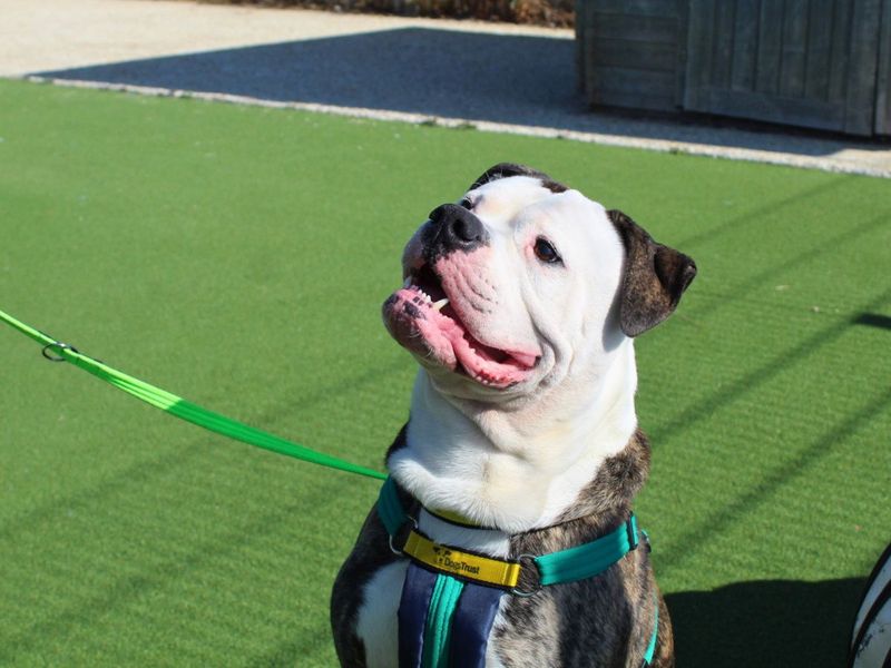 Pickles | American Bulldog Cross | Salisbury (Wiltshire) - 2