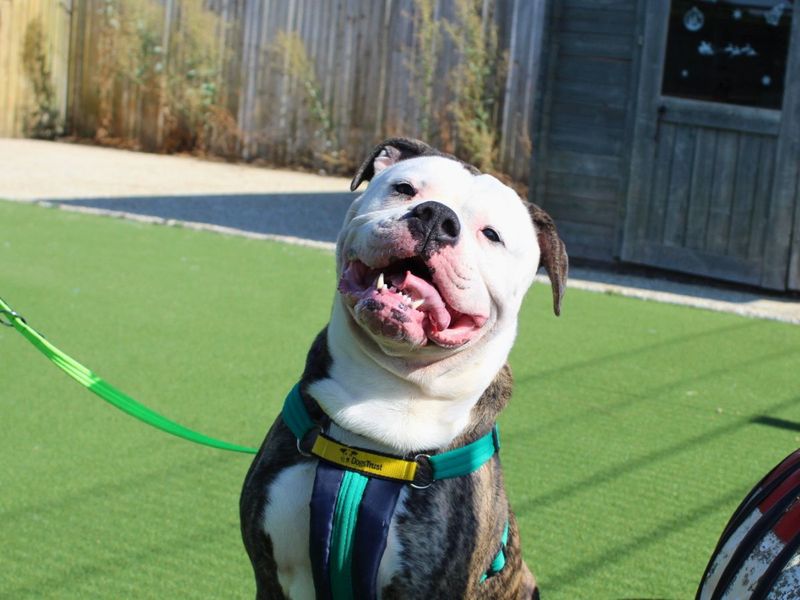 Pickles | American Bulldog Cross | Salisbury (Wiltshire) - 4