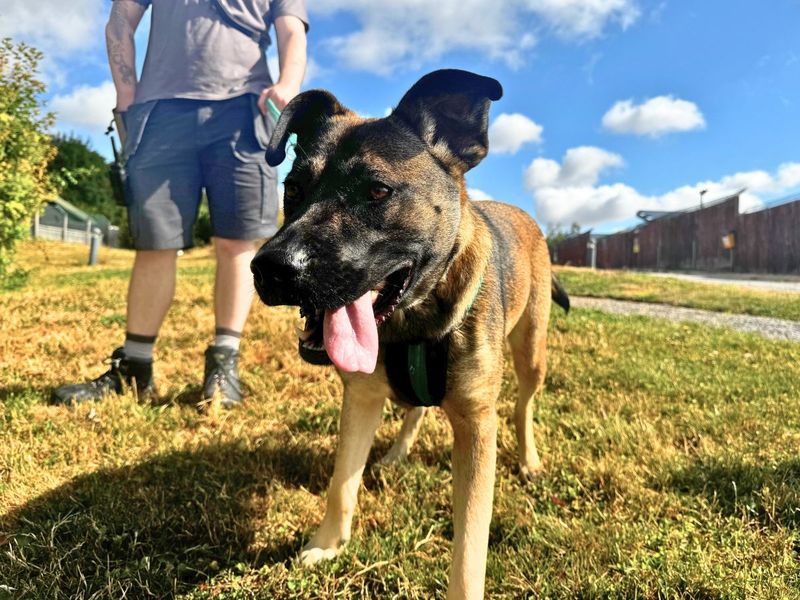Nova | Belgian Shepherd Dog (Malinois) Cross | Salisbury (Wiltshire) - 9
