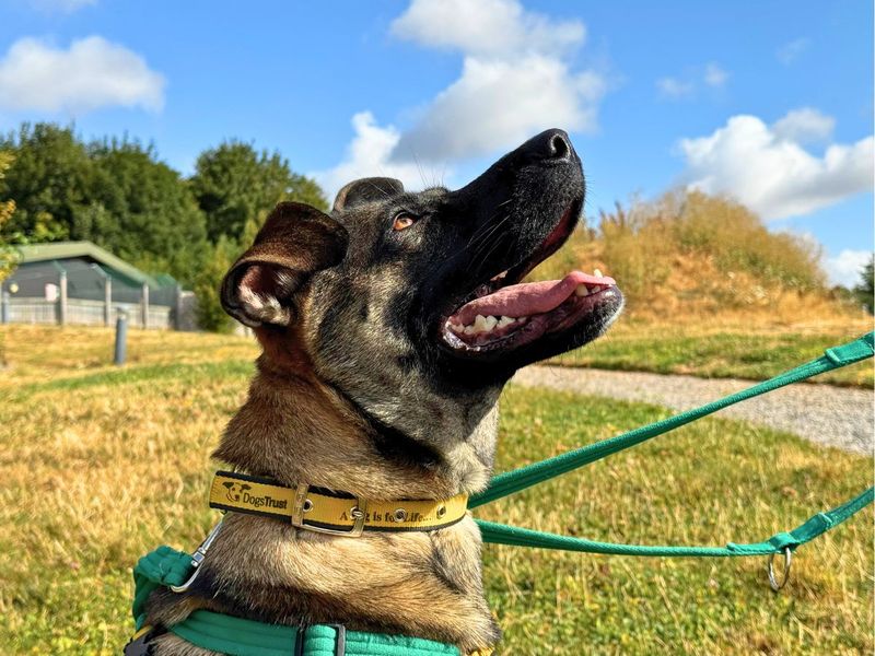 Nova | Belgian Shepherd Dog (Malinois) Cross | Salisbury (Wiltshire) - 10